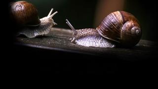 Secret World of Mollusks