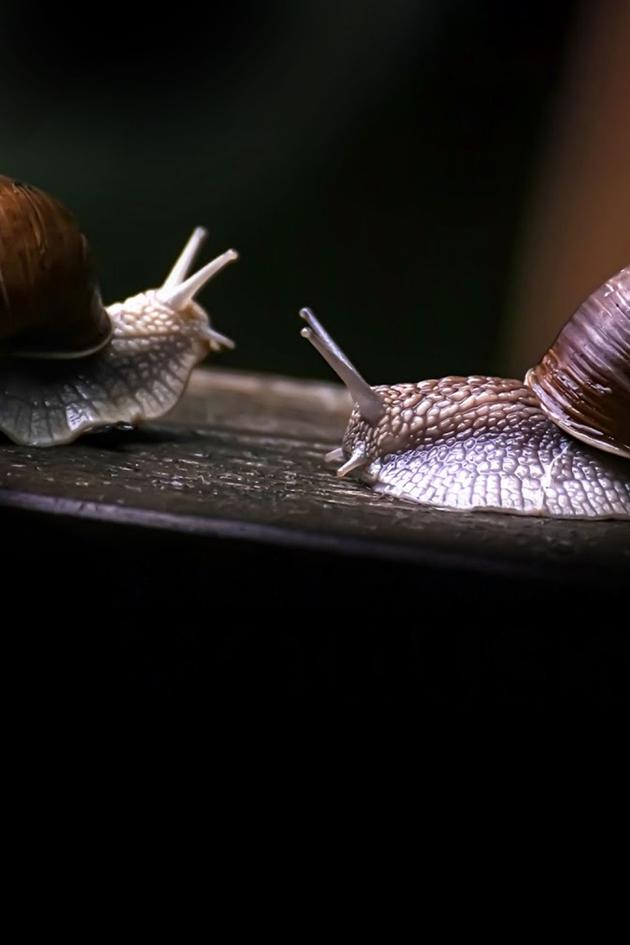 Secret World of Mollusks