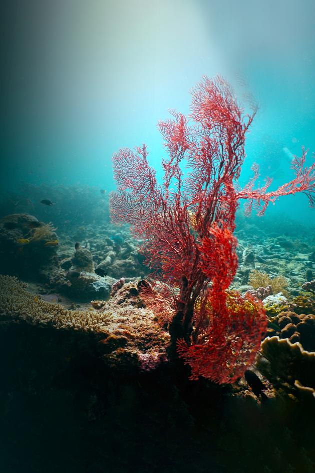 The Waterworld of Komodo