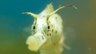 Life in Dark Water