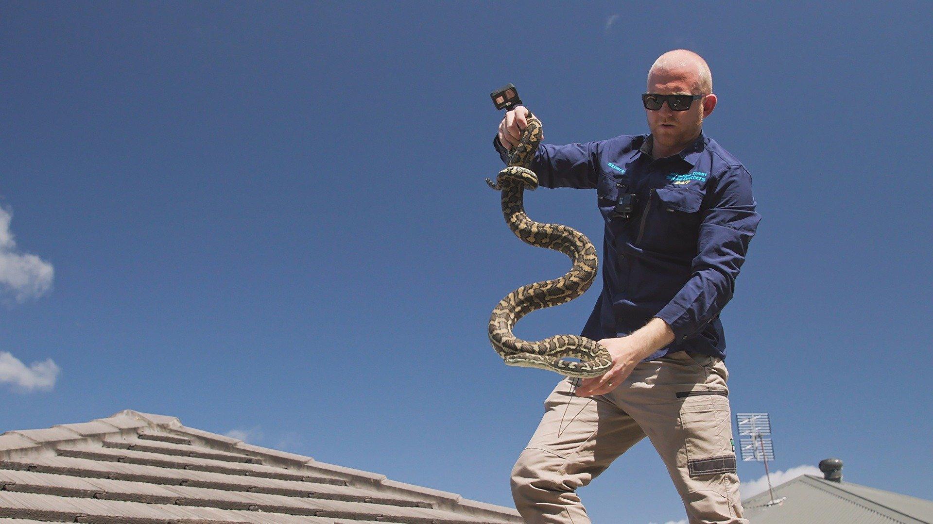 Aussie Snake Wranglers: Mistaken Identity