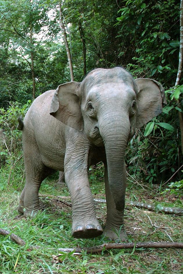 Borneo's Pygmy Elephants