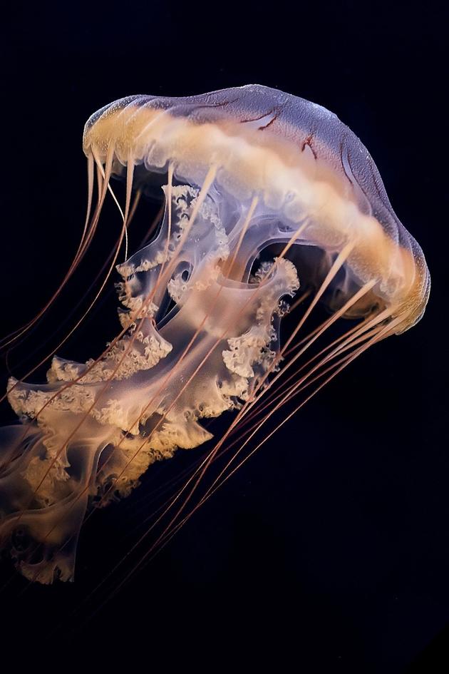 Alien Abyss