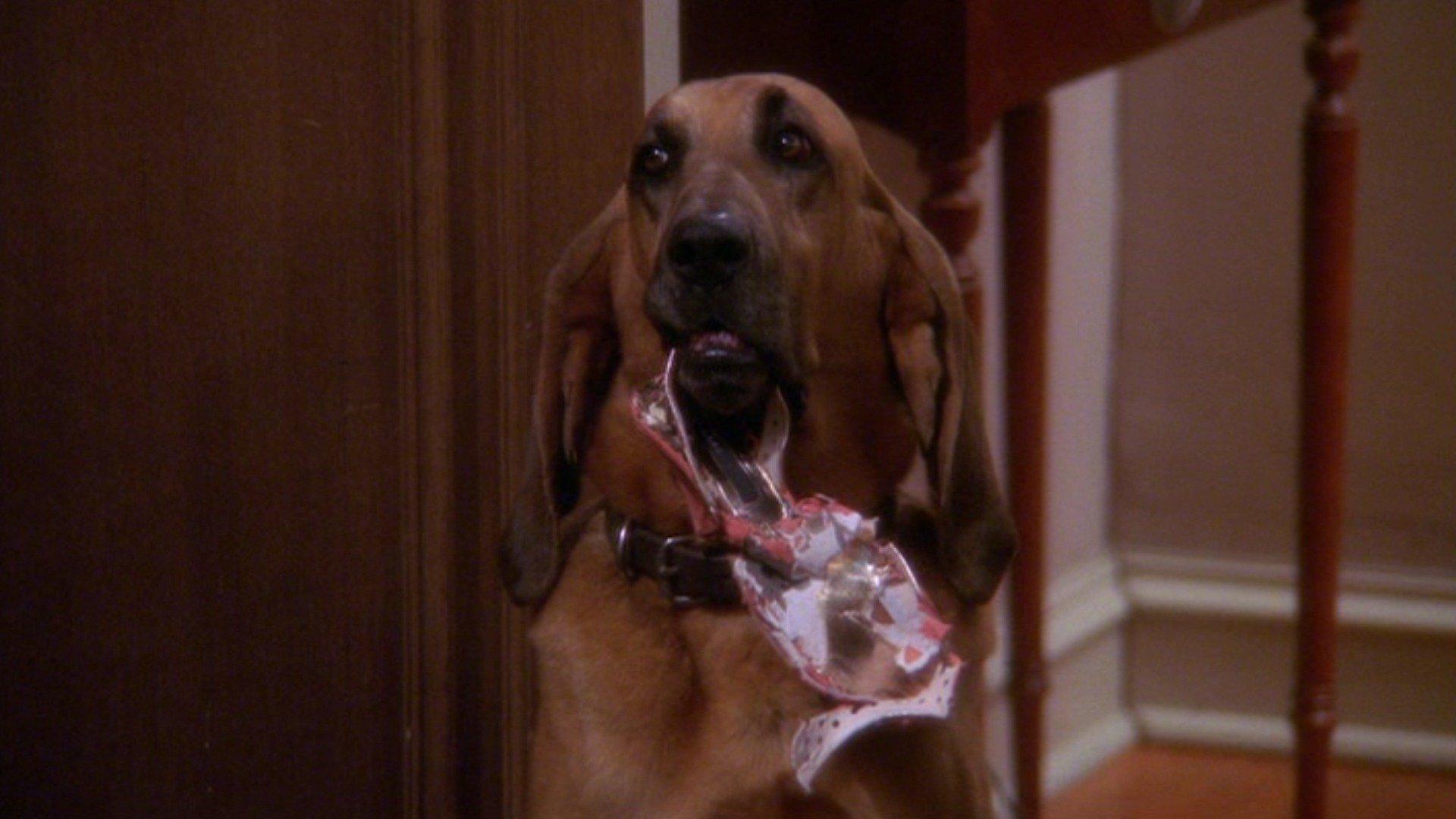 The King of Queens: Ruff Goin'