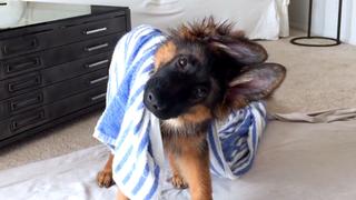 Pets After Dark