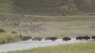 Bison and Chokecherries
