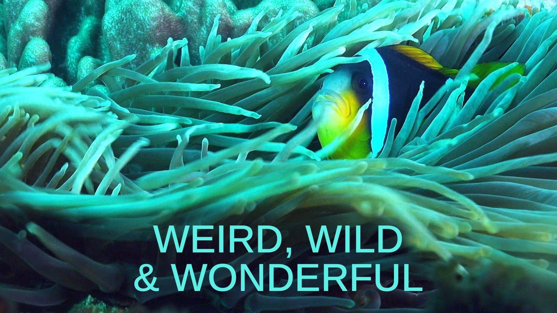 Watch Weird, Wild & Wonderful Streaming Online on Philo (Free Trial)