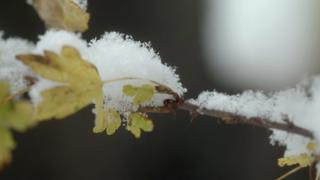 White Death
