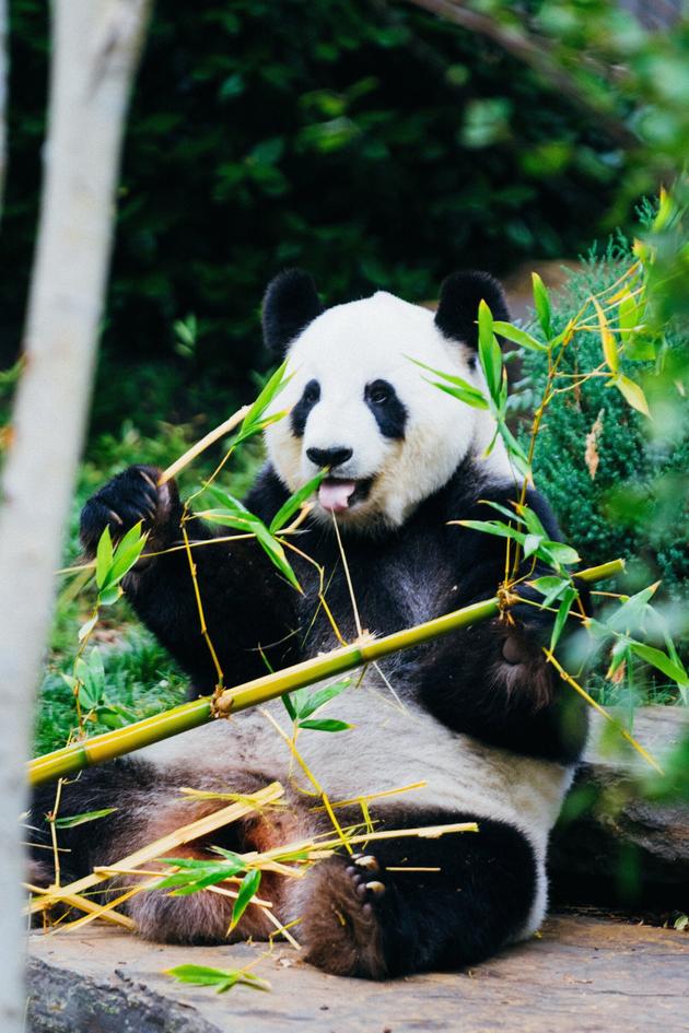 The Miracle Panda
