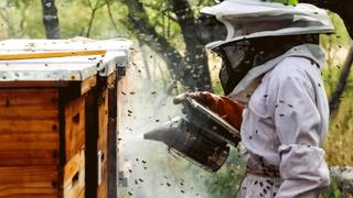 Great Hive Heist