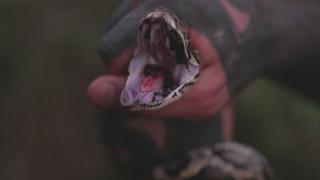 Python & Saw Palmetto