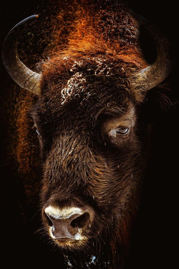 Buffalo Keepers