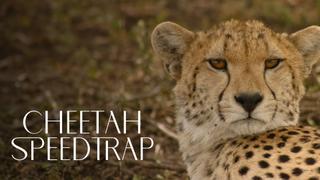 Cheetah Speed Trap