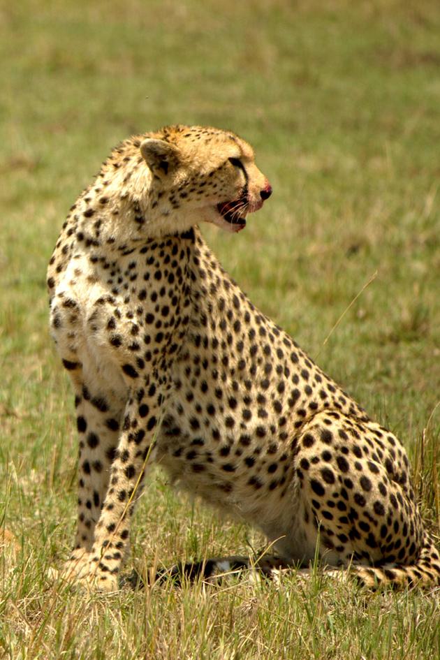 Cheetah Speed Trap