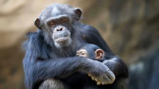 Chimpanzee