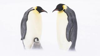 Emperor Penguins