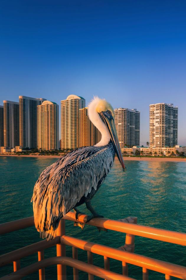 Miami Wild