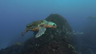 Wildest Places: Pacific