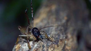 Creepiest Crawlies