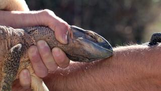 Big Biting Lizards