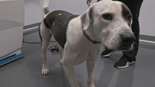 Mission Paw-ssible?