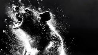 Cocaine Bear