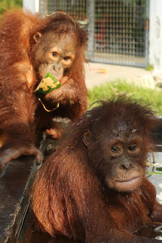 Becoming Orangutan