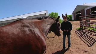 Animal Behavior