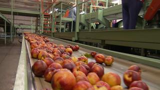 Harvesting Plus