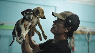 Island Dogs