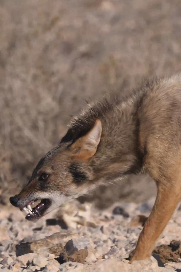 Wild Dogs: Running with the Pack