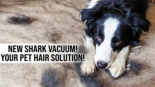  watch NEW Shark Vacuum! Your Pet Hair Solution!