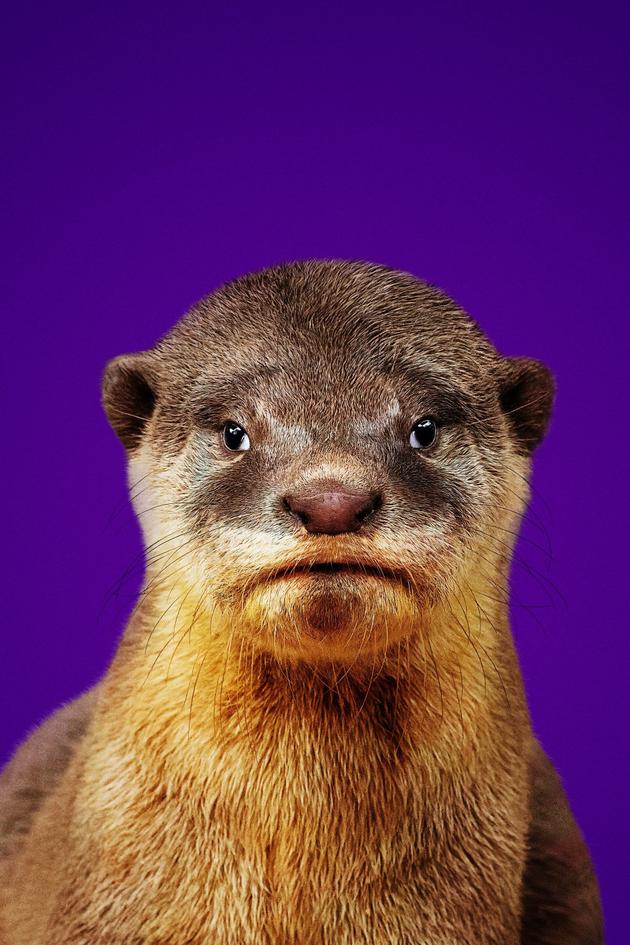 Otter Dynasty