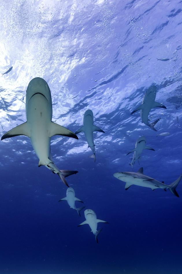 Day of the Shark