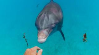 Dances with Dolphins