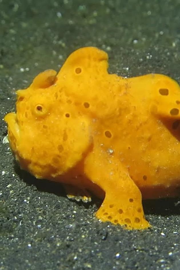 The Lembeh Strait Walking Fish