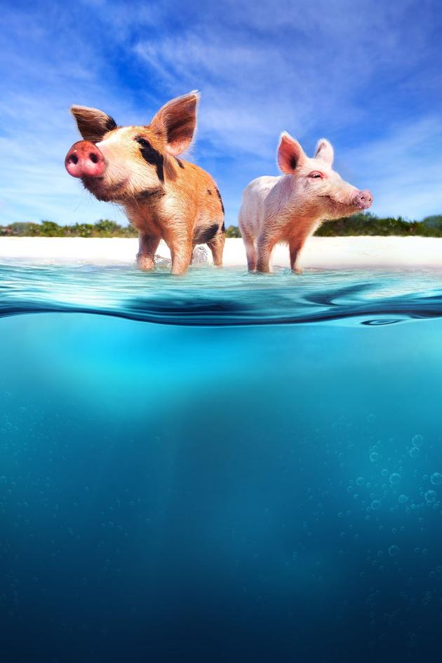 Pig vs. Shark