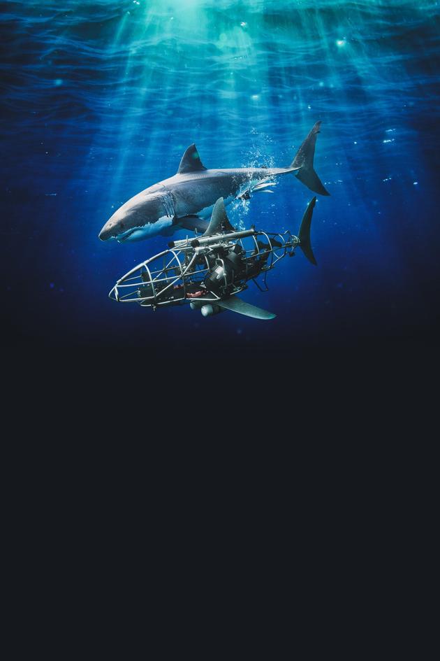 Mechashark Love Down Under