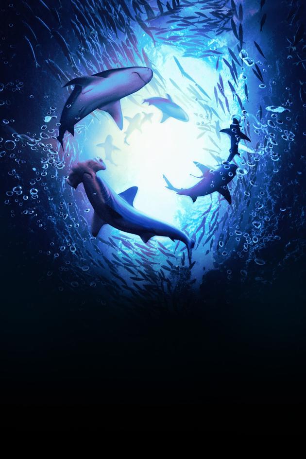 Sharks in Paradise