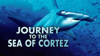 Journey to the Sea of Cortez