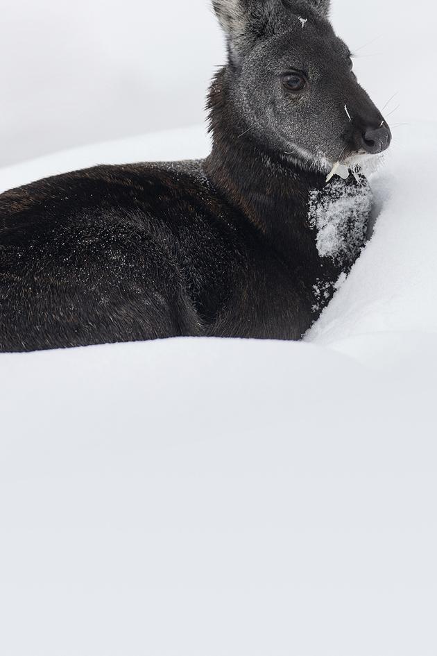 Strange Creatures of the Arctic
