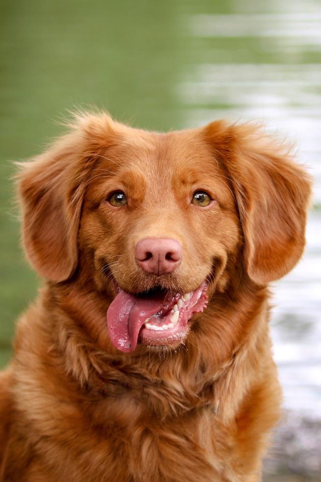 Designing Dogs