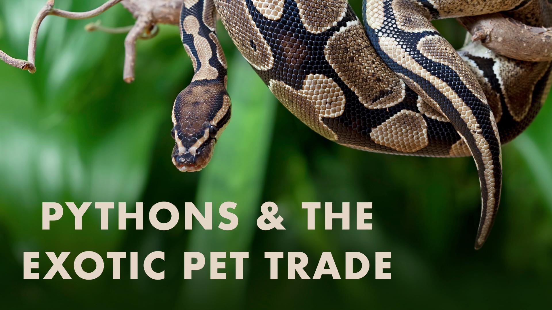 Watch Pythons and the Exotic Pet Trade Streaming Online on Philo (Free ...