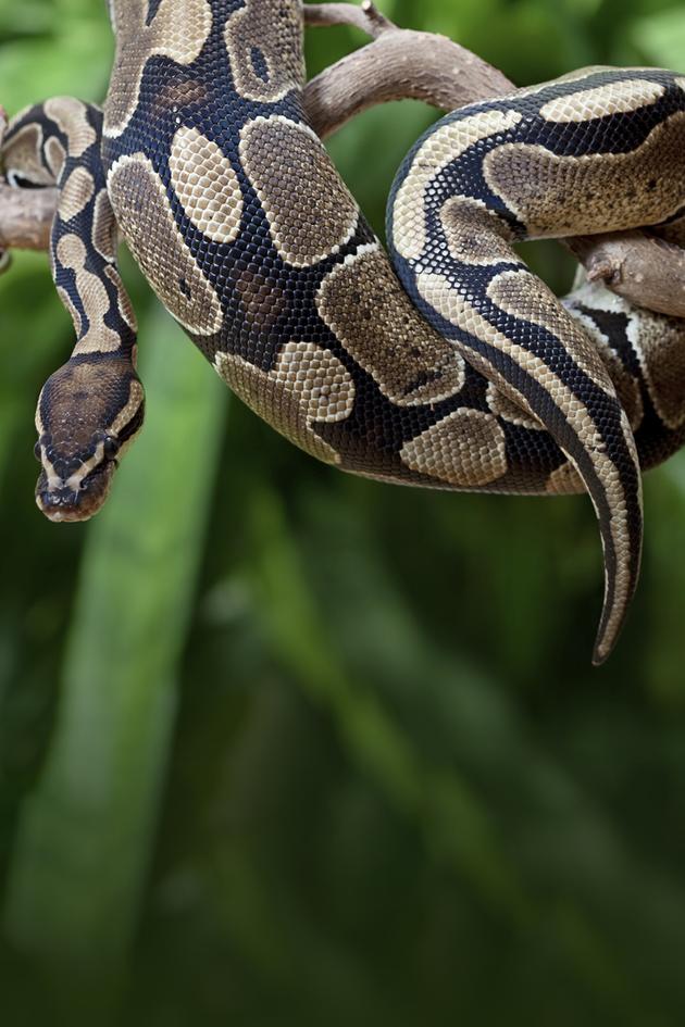 Pythons and the Exotic Pet Trade