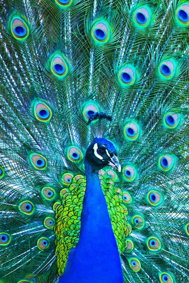 Animal DNA