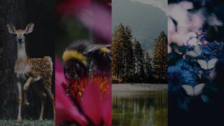 Yoga and the Environment