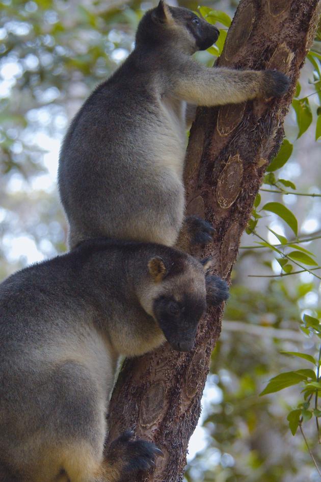 Tree Kangaroos: Ghosts Of The Forest