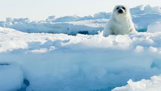 Frozen Ocean