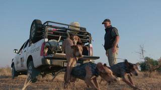 Rhinos: A Healthy Landscape