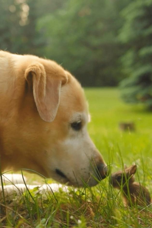 The Pet Collective Presents: Unlikely Friends